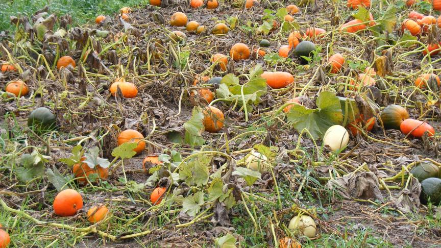 Le potimarron produit de nombreux fruits de taille moyenne.
