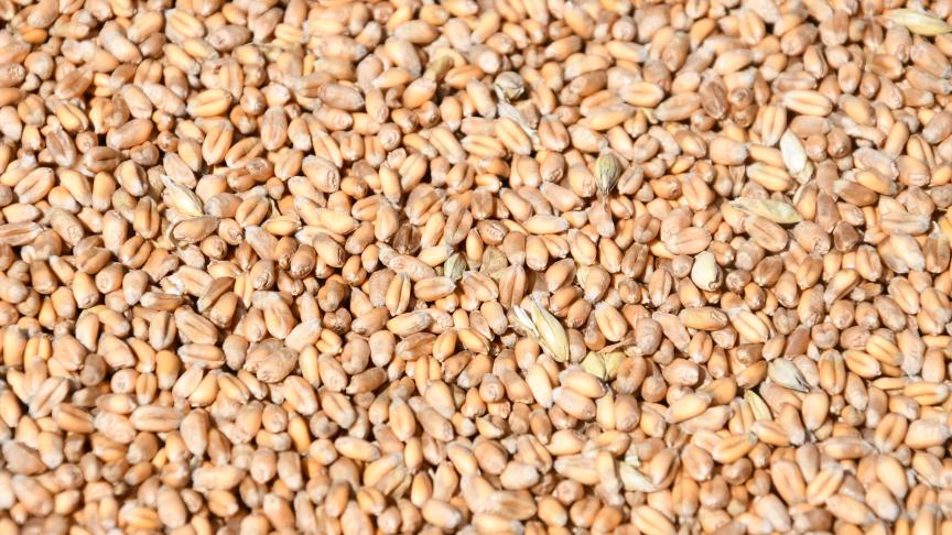 Pour 2020-2021, deux tiers des exportations de blé tendre depuis la France vers les pays tiers concernent la Chine, avec quelque 2 millions de tonnes en prévision (sur 6,6 Mt). Du jamais vu!