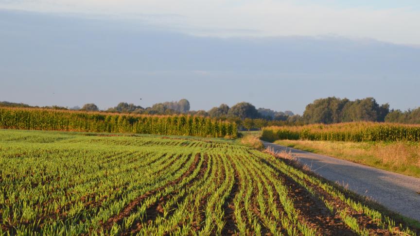 Lorsque du maïs et des céréales d’hiver sont cultivés dans un même environnement, ces deux cultures, se relaient dans le temps en qualité de réservoirs et, tant les pucerons que le virus, peuvent migrer de l’une à l’autre, avec un risque d’amplification d’année en année.