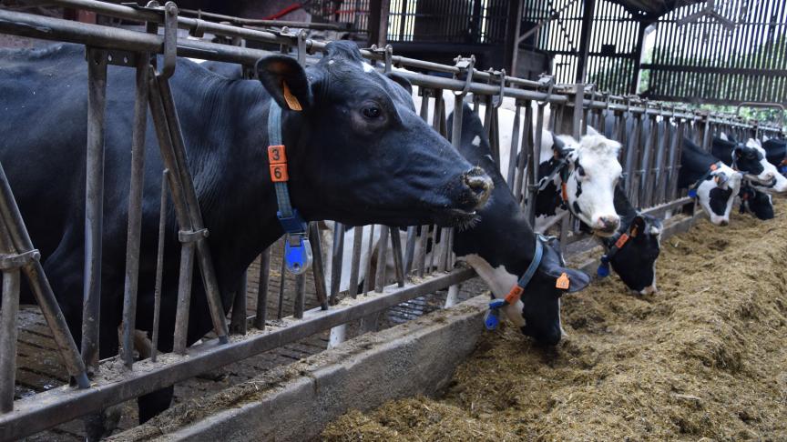 Pour les producteurs laitiers, 2019 s’est traduit par une augmentation du prix du lait de plus de 3 % et une légère baisse du rendement des vaches et veaux de réforme.