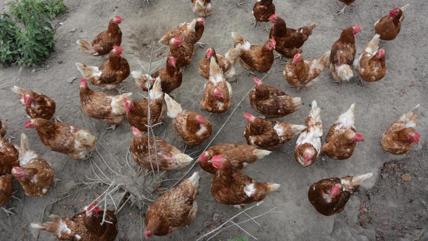 L'Afsca demande à tous les éleveurs de volailles d'accorder une attention particulière  à la prévention de l'introduction de la grippe aviaire dans leurs exploitations.