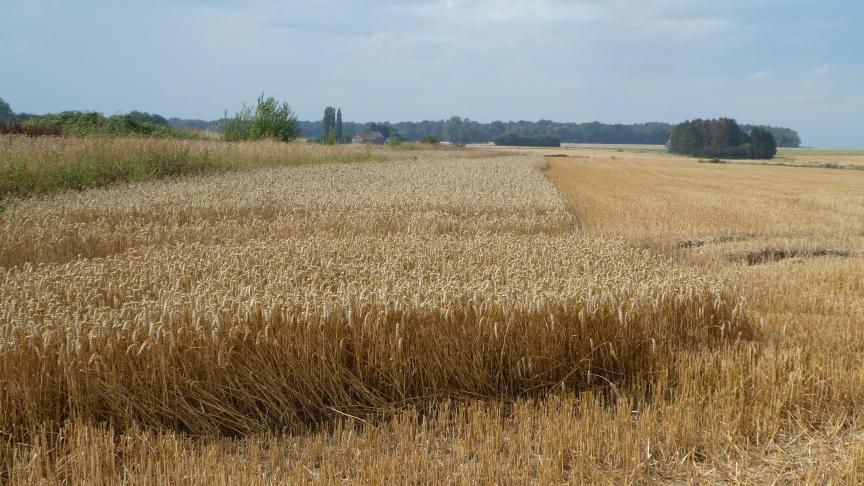 Variante « céréales laissées sur pied ».