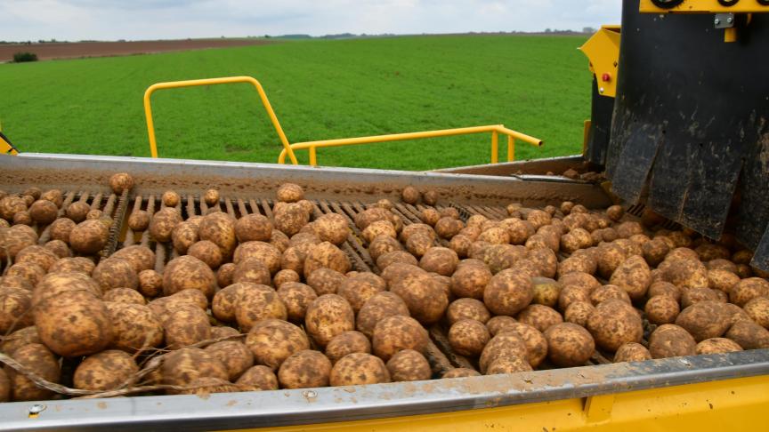 Le Nepg invite les producteurs à la modération pour les plantations du printemps prochain.