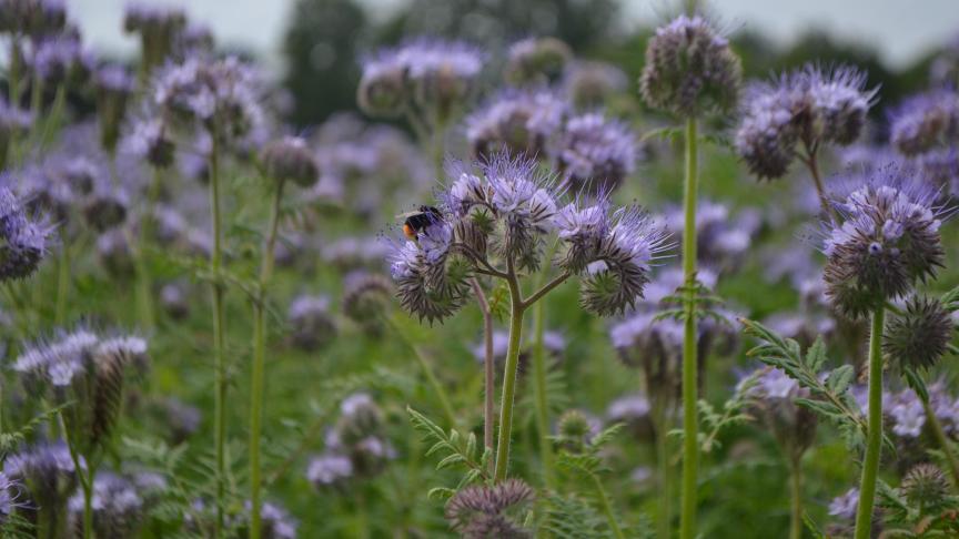 Prolonger la durée de vie des couverts au delà de la date réglementaire qui autorise leur destruction est doublement avantageuse.