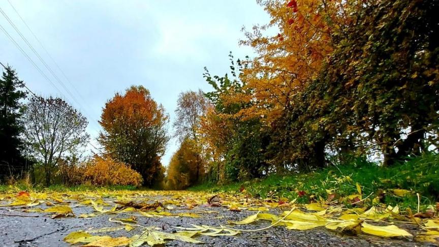 feuilles 2