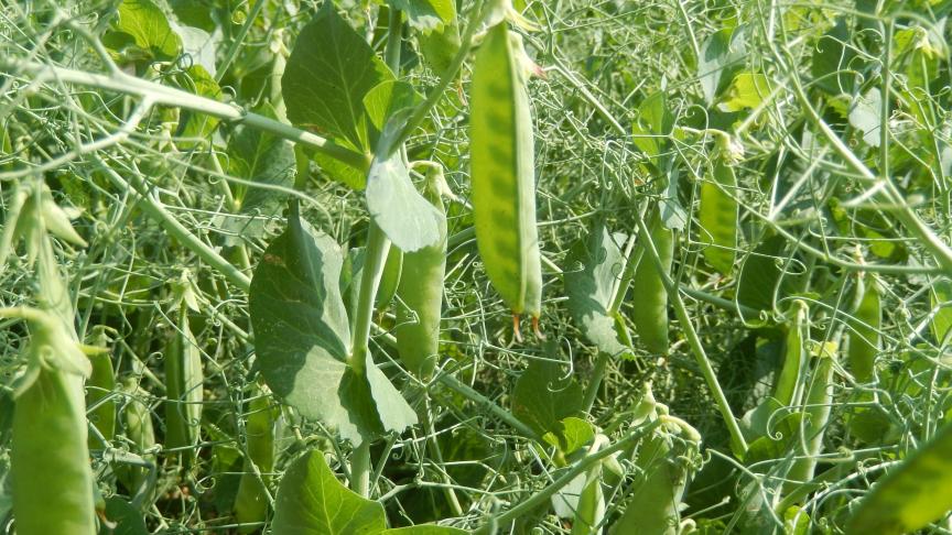 La sélection génétique française porte ses fruits avec l'inscription régulière de nouvelles variétés de pois protéagineux d'hiver résistantes au froid, résistantes à la verse et productives. Les grains jaunes sont très demandés en alimentation humaine