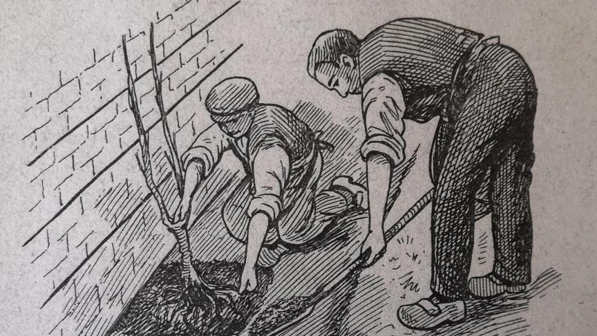Plantation d’un poirier contre un mur ; illustration parue dans « La culture des fruits »,  C. Chevalier, 1929. « Etaler les racines et les séparer par de la terre meuble »,  peut-on lire en guise de légende.