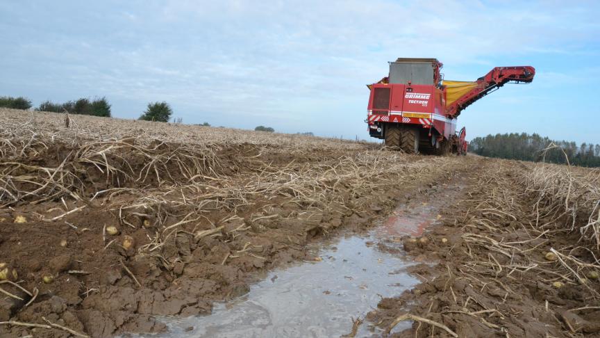 Même si c’est la course en ce moment, veillez à ne pas récolter les pommes de terre dans les zones où l’eau a stagné, de même qu’à respecter au maximum l’intégrité des tubercules (pas de coups ni de blessures). Il en va de la qualité de la conservation des lots!