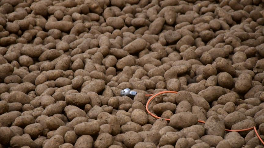 Cette aide exceptionnelle, pour cause d’excédents énormes liés à la pandémie de Covid 19, est accordée à partir de la 51
e
 tonne jusqu’à la 500
e
 tonne des stocks de tubercules en vente libre, avec une série de conditions!