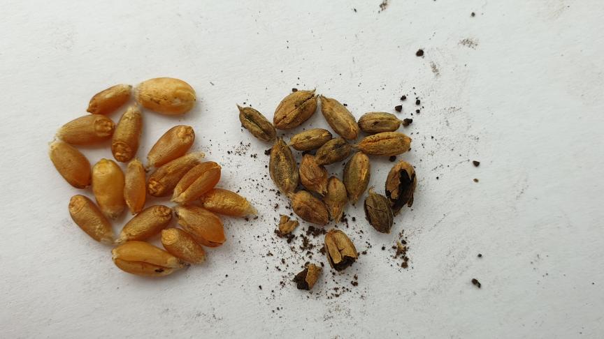 Une importante résurgence de la carie en froment a été observée cette année dans les exploitations bio. Sur cette photo, on distingue à gauche, des grains sains, et à droite, des grains cariés. Chez ces derniers, l’amidon a été remplacé par les spores du champignon formant une poudre noire très fine.