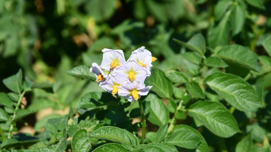 Les chercheurs français notent que l’obtention d’une pomme de terre «sans phytos» requiert la mise en œuvre de plusieurs «leviers».