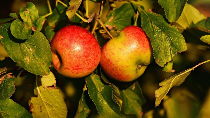 Pommiers, poiriers, pruniers, cerisiers et autres fruitiers seront mis à l’honneur cette année.