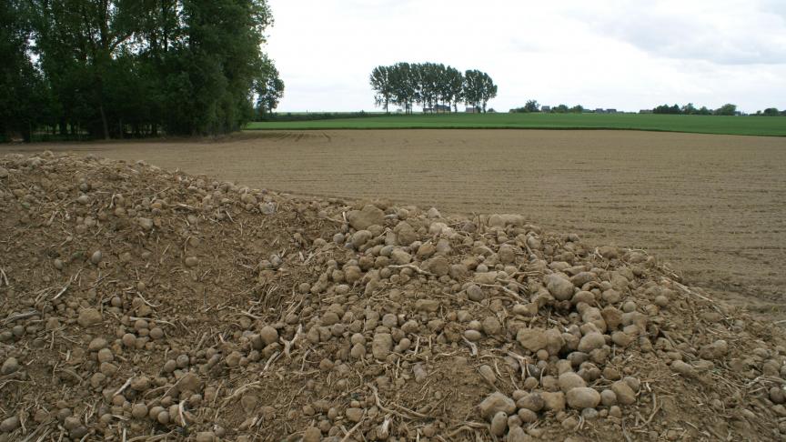 La gestion des tas de déchets est la première mesure  de prévention antimildiou.