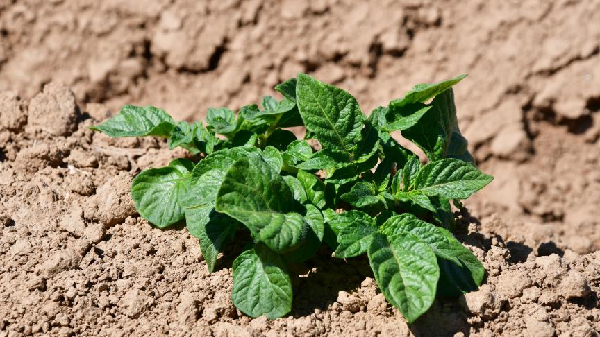 Les variétés robustes permettent un recours plus modéré aux intrants et il y en a pour tous les goûts et tous les marchés.