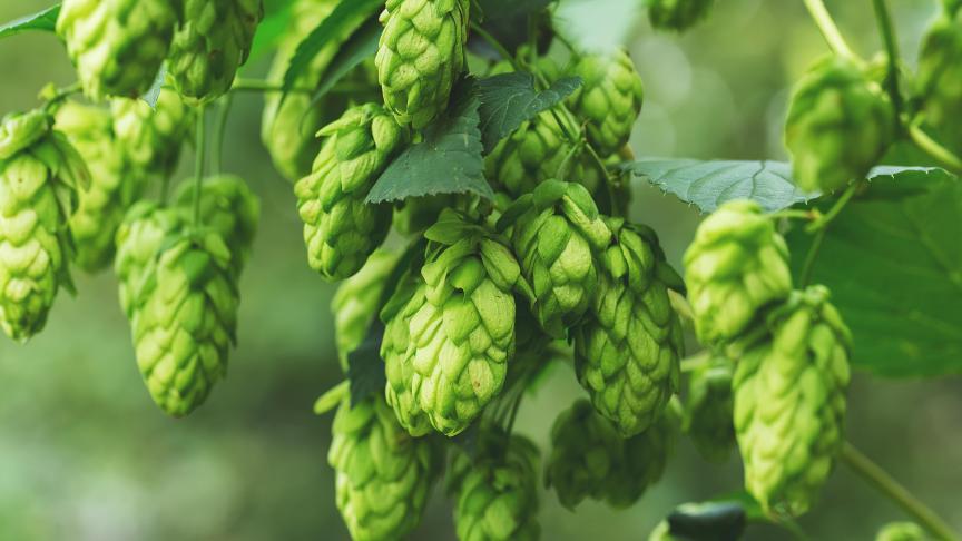 Cette hausse résulte essentiellement de hausses de 29,5% pour le seigle et le méteil, de 23,5% pour le houblon, de 20,4% pour la pomme de terre et de 15,3% pour l’huile d’olive.