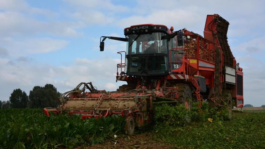 Les arrachages doivent être effectués dès que les conditions le permettent, avertit l’Irbab.
