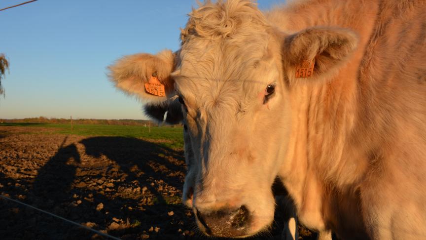 Plusieurs secteurs sont menacés – viande porcine, viande bovine, lait, vin... – mais la Commission européenne refuse d’agir.  Au mieux, elle se contente d’une promesse : « Nous suivrons la situation de près, en particulier à l’approche de Noël  et dans la perspective du Brexit et de possibles perturbations des flux de marchandises » .