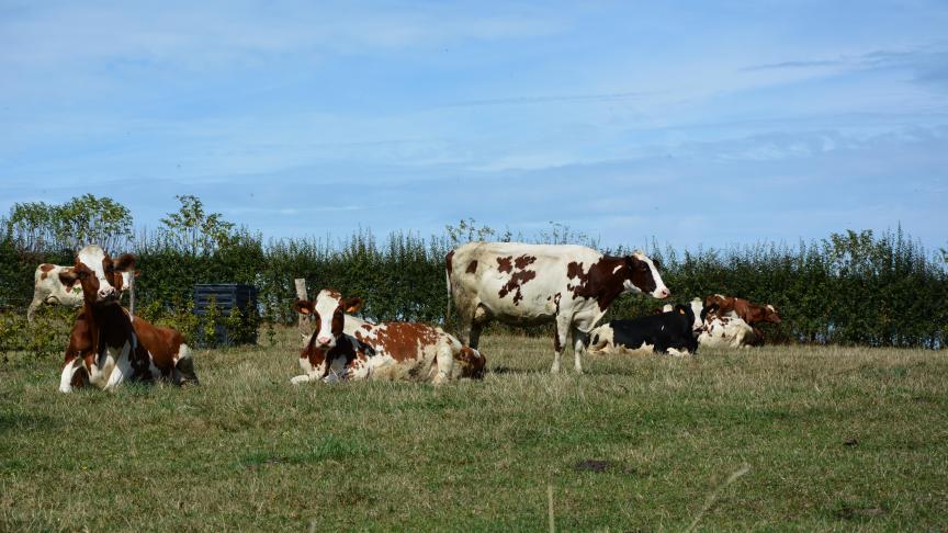 Le budget dédié à la plantation d’arbres et de haies s’élève désormais à 1million d’euros et grimpera jusqu’à 2millions d’euros en 2024.