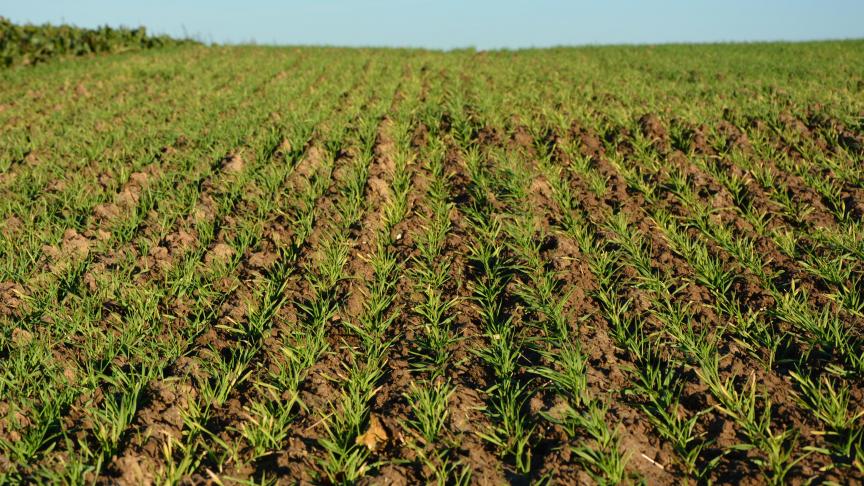 Le Cepicop conseille à chacun d’aller  observer toutes les parcelles levées  et d’appliquer un traitement insecticide  là où des pucerons sont observés.