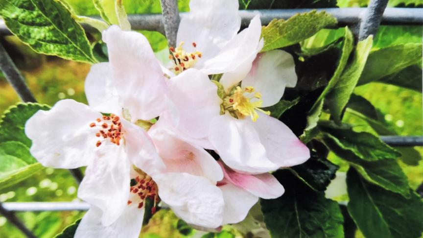 Le gel peut toucher les fleurs de pommier (à gauche).