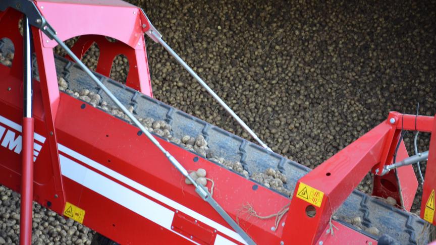 La production 2020 de hâtives est évaluée à 290.000 tonnes, et celle de Bintje à seulement 280.000 tonnes (voir tableau 4). Fontane fournit plus de 50 % de la production belge