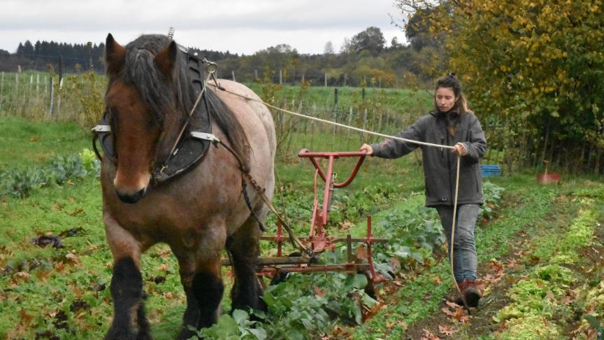 Buttage/désherbage mono-rang à la Kassine: Sarah Remy utilise une main pour maintenir l'outil, l’autre pour mener le cheval.