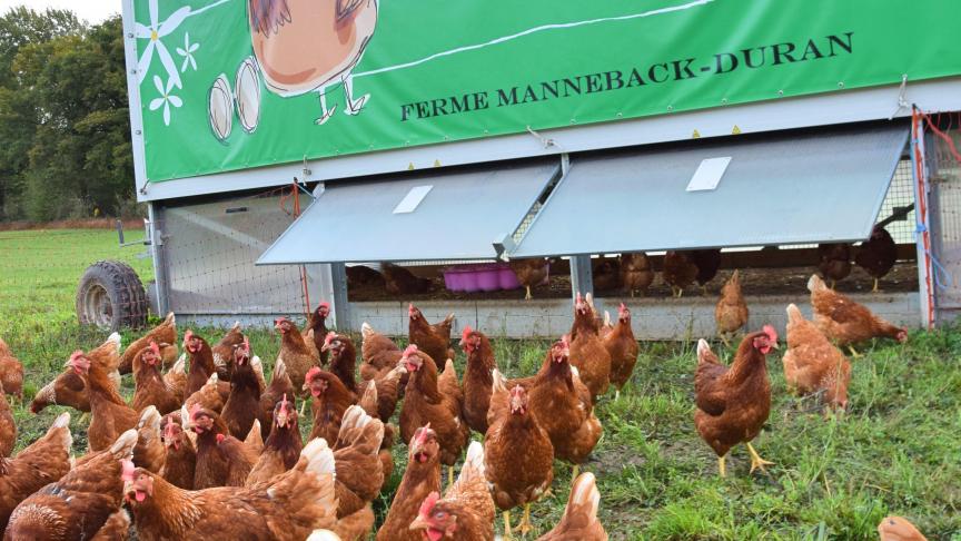 Pour leur élevage de poules pondeuses, Marie et Nicolas voulaient un nom qui restait dans le terroir d’où, « Les Cocottes en ribote ».