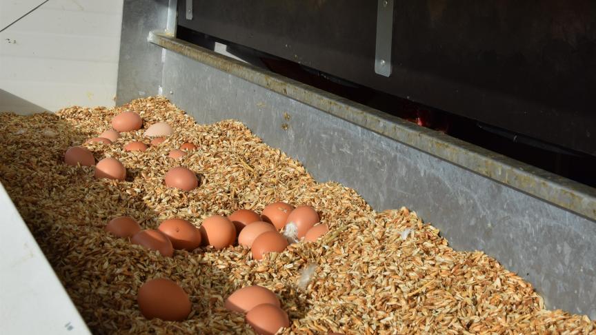 Les poules pondent dans de la bourre d’épeautre, celle-ci s’agglomère en cas de casse ou de présence sur casse ou de présence de fiente. Elle est facile à éliminer et le pondoir reste propre.
