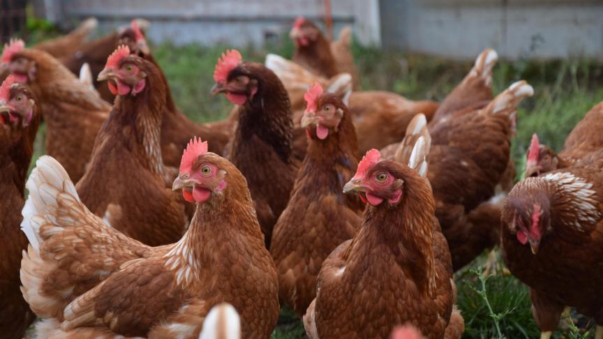 Les Cocottes en ribote sont natures, pas d’ailes ni de becs coupés.