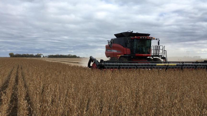 En 2019, le Brésil avec 35,1 millions d’ha de colza OGM a pour la première fois dépassé la superficie consacrée à cette culture aux États-Unis (photo ci-dessus), devenant le premier producteur mondial de soja génétiquement modifié.