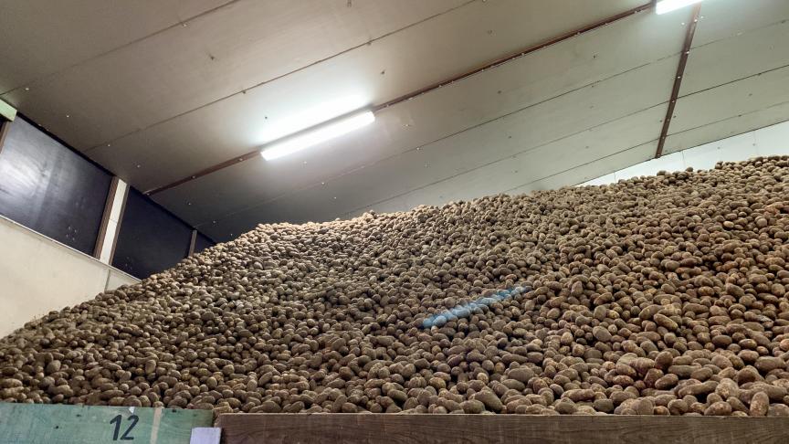 Outre la demande par l’industrie de la transformation, un autre grand défi pour le secteur est celui des germinations actuelles signalées dans les cinq principaux pays producteurs de pommes de terre. Cela pourrait changer la situation de l