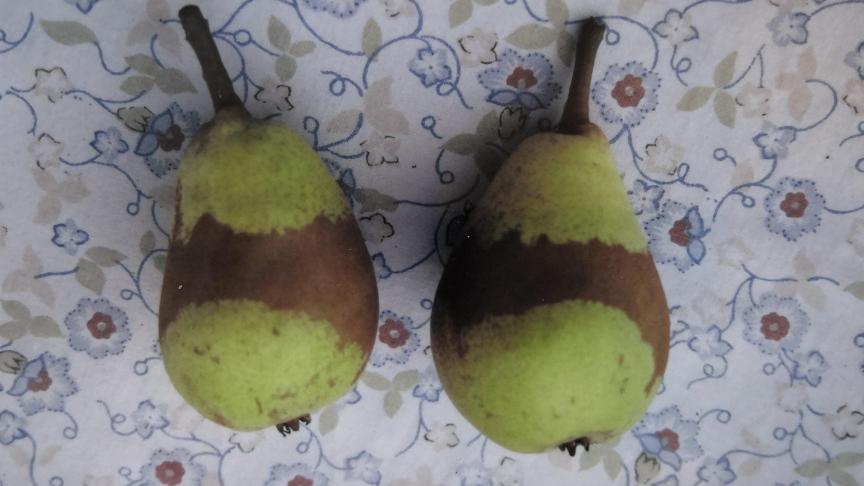 Anneaux de gel sur poires.