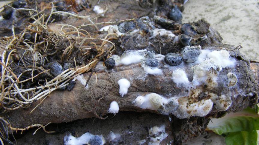 Les plantes sensibles sont très rapidement pourries, elles donnent l'impression de fondre. Nous distinguons bien des sclérotes en cours de formation (amas blancs) et des sclérotes formés (noirs) sur ces racines de chicons. Cette année, nous voyons le développement de sclérotes sur les débris de racines restés sur le champ de production.