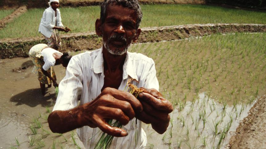 Les petits producteurs indiens craignent que la libéralisation interne des marchés soit une fausse bonne idée et accentue leur précarité.