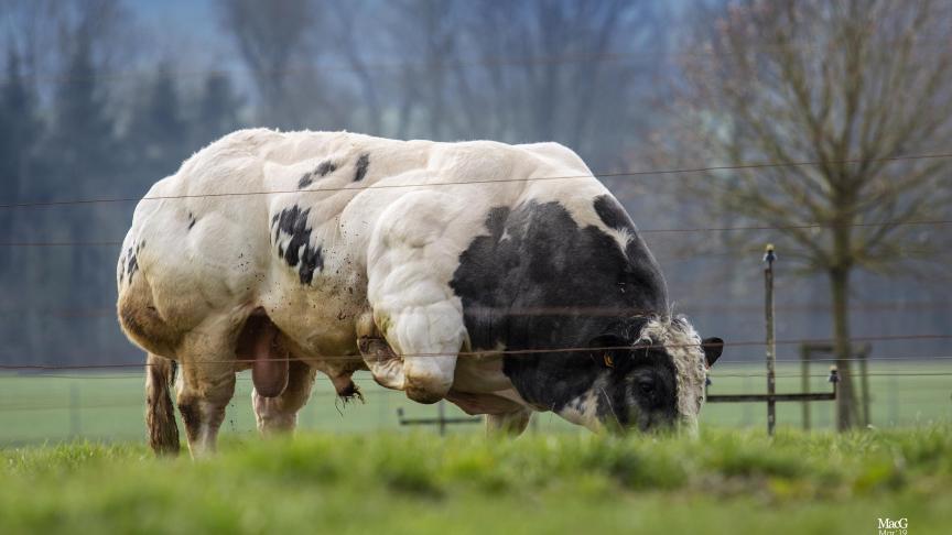 Les premiers index génomiques en race Blanc-Bleu Belge viennent d’être publiés par l’awé groupe, après plusieurs années de recherche.