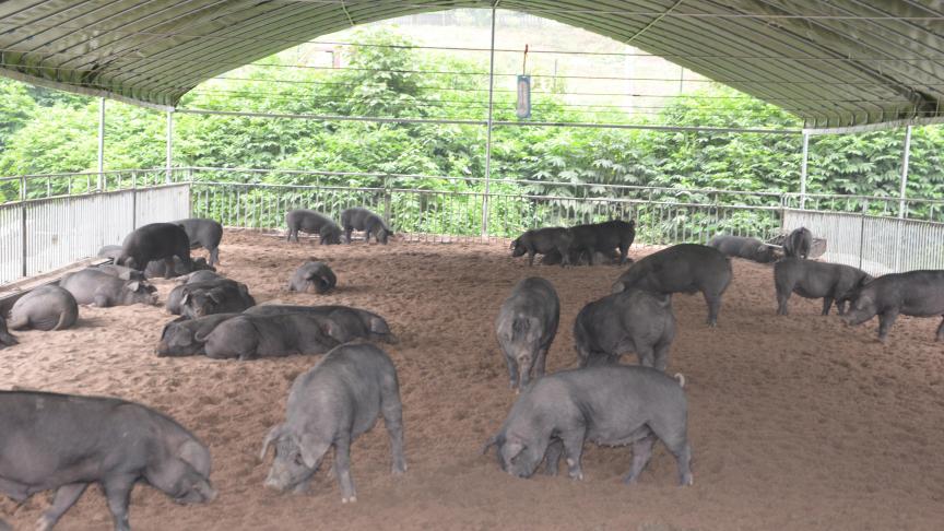 L’appétit chinois pour les céréales françaises notamment ne se dément pas, surtout en raison de la reconstitution nécessaire du cheptel porcin décimé par la peste africaine,