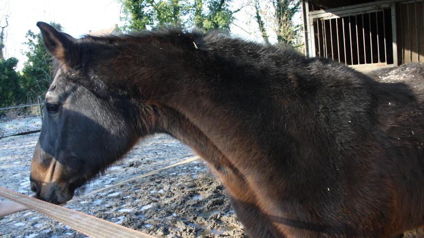 Ne vivant plus en troupeau, les chevaux comptent sur leur propriétaires pour rendre leur fin de vie confortable et le moins pénible possible.