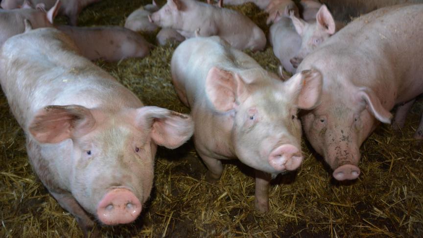 Les mesures de surveillance et de biosécurité actuellement en vigueur restent, elles,  d’application pour préserver le statut d’indemne de PPA récupéré fin 2020.