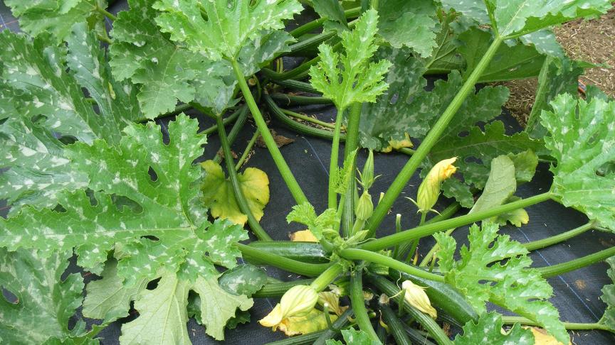 Le paillage permet de faciliter le désherbage et d'économiser l'eau d'arrosage. Nous distinguons très facilement les fleurs mâles des fleurs femelles.