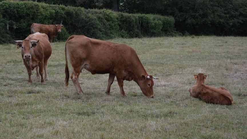 La Cour des comptes pointe notamment le risque persistant de déséquilibre entre l’offre et la demande dans certaines filières, avec des implications sur la rentabilité financière du secteur bio.