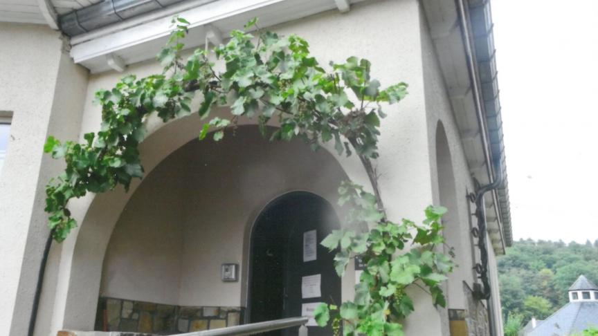 Les vignes peuvent s’adapter aux particularités des bâtiments pour autant,  idéalement, qu’elle soit adossées à une paroi « réchauffante ».