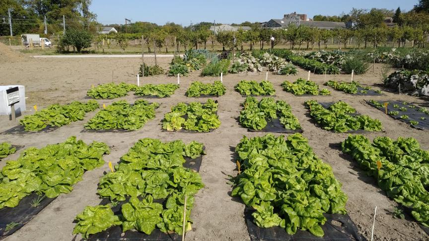 Les parcelles maraîchères, à Gembloux Agro-Bio Tech ULiège, sur lesquelles des panneaux photovoltaïques seront installés d’ici le printemps 2021.