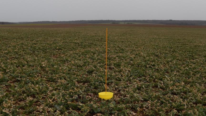 Il est important de repérer l’arrivée  des insectes ravageurs en culture  de colza d’hiver, en plaçant un piège  à insectes dans les champs.