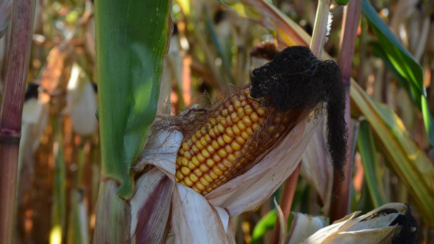 Durant les essais, la nouvelle variété admise a présenté  des rendements en grains supérieurs aux variétés témoins.