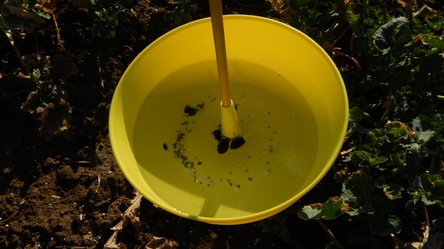 Piège à insectes installé dans un champ de colza d'hiver, avec premières captures d'insectes après une semaine très douce et très ensoleillée en cette fin février 2021.