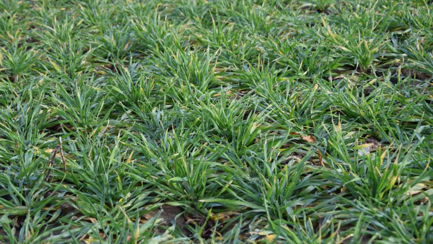 Les conseils de fumure doivent être adaptés en fonction des conditions culturales et de l’état de la culture au moment des apports.