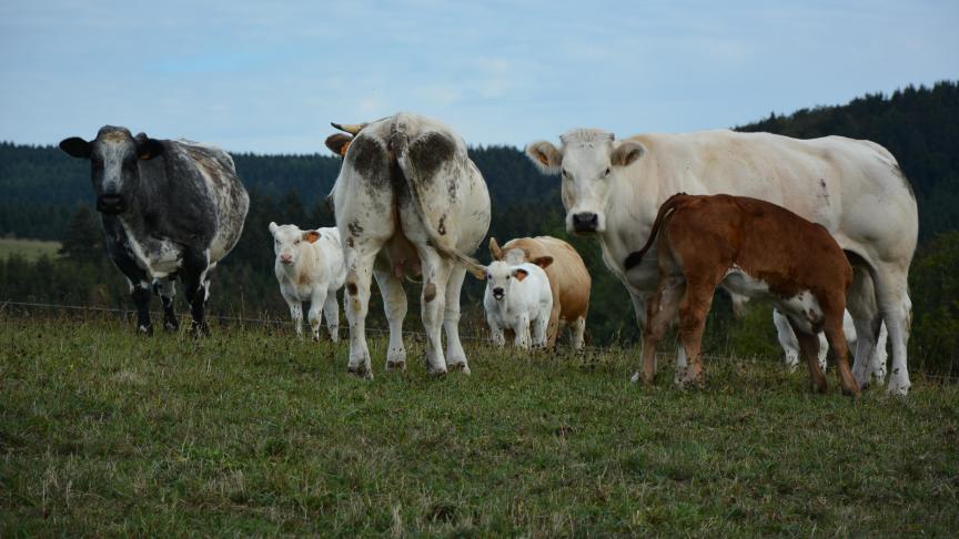 Si elle reconnaît que la consommation excessive de viande n’est pas souhaitable, la Fugea souhaite que l’on sensibilise les consommateurs et non que l’on intervienne sur la composition de leur assiette.