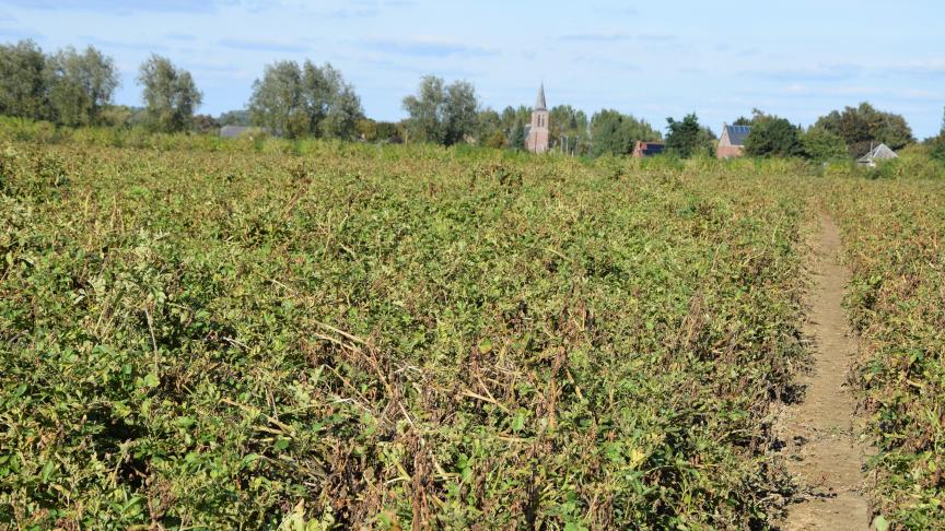 Le projet vise à développer des stratégies de sélection en réponse à des conditions de culture de plus en plus exigeantes