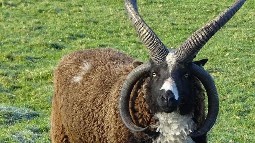 Le mystère des chèvres et moutons à quatre cornes résolu 