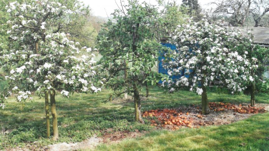 L’arbre du centre est dit « en alternance » : il produit peu (ou pas) de fruit une année sur deux en raison d’un mauvais entretien.